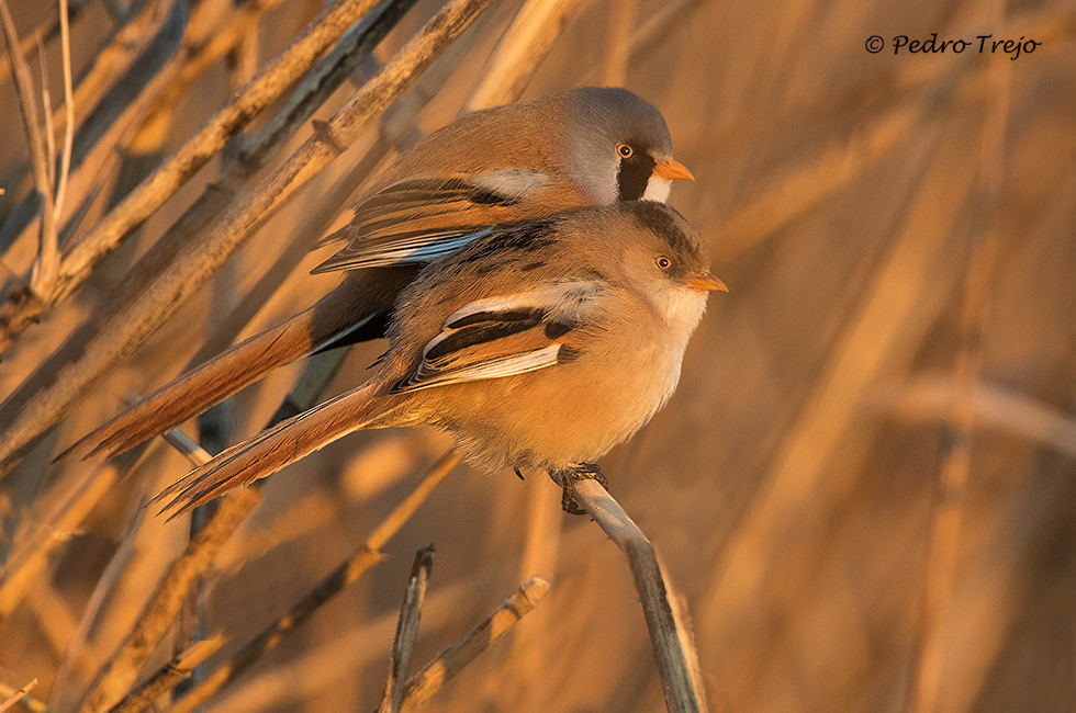 Bigotudo (Panurus biarmicus)